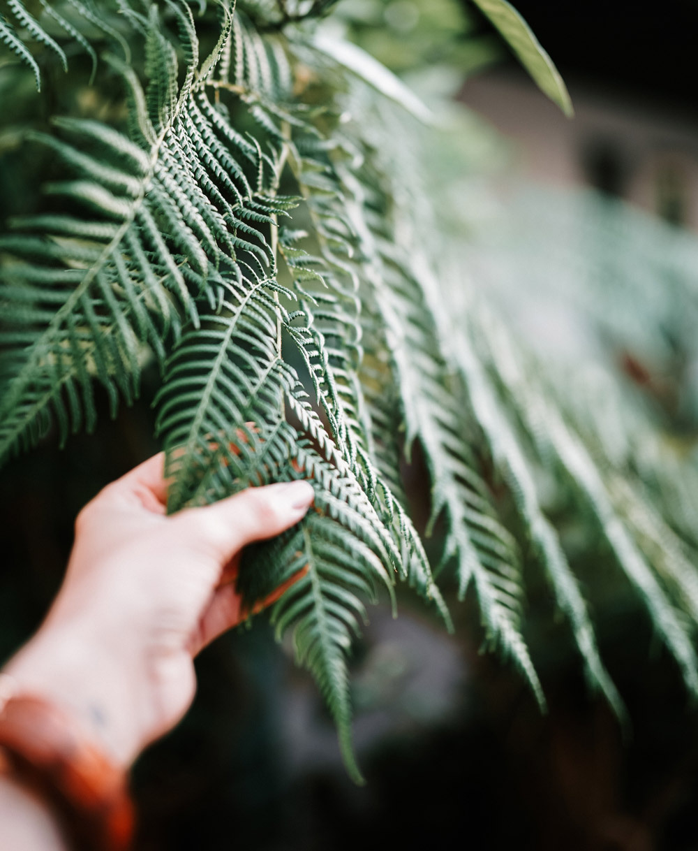 Plants hand crop